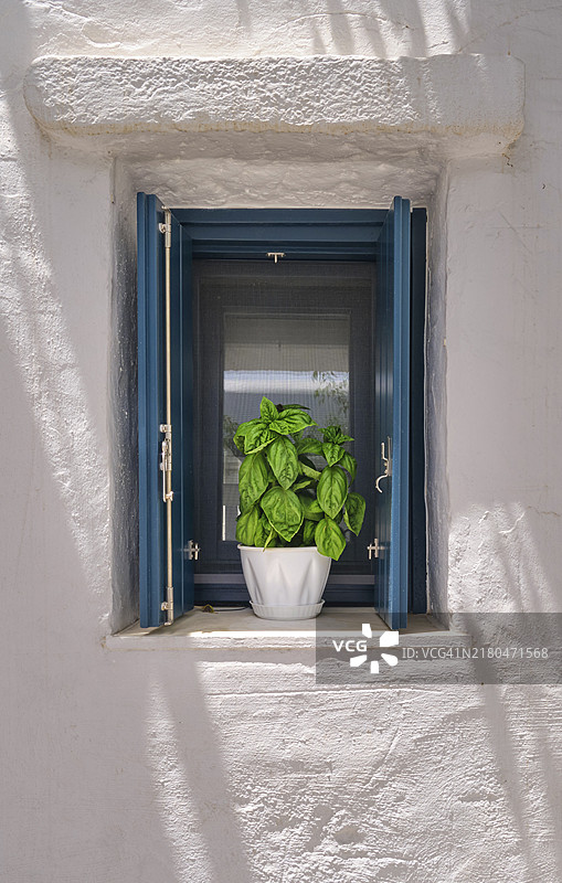 在夏日阳光和阴影下，白色粉刷房屋的窗台上放着一盆罗勒植物的正面照片。希腊和意大利美食的传统调味香草，有机家庭园艺，健康的生活方式和地中海饮食图片素材