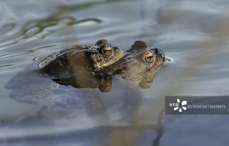 真蟾蜍（Bufonidae）图片素材