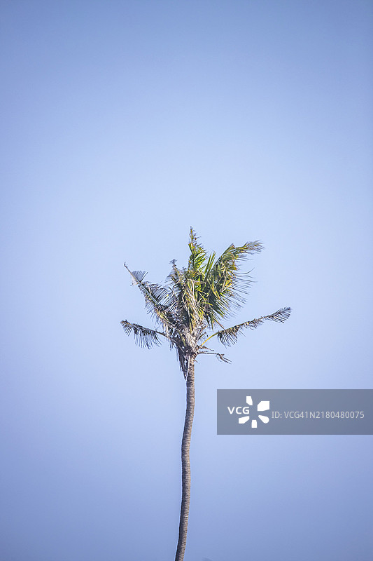 蓝天下的高大棕榈树，热带植物独自伫立，巴厘岛乌布图片素材