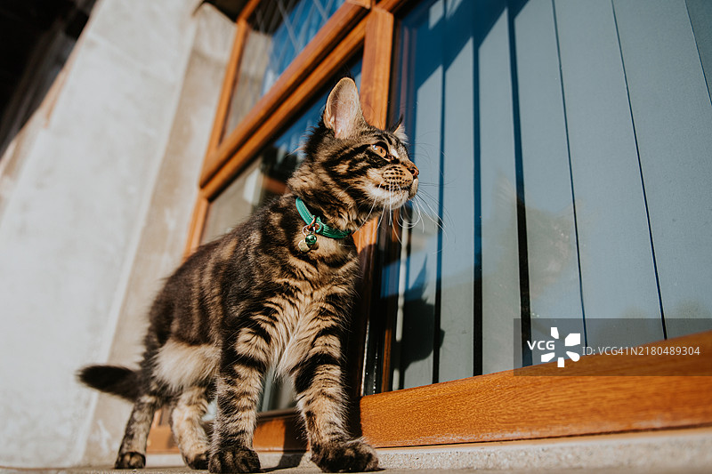 年轻的缅因库恩虎斑猫在窗台上保持平衡，好奇地嗅着空气图片素材