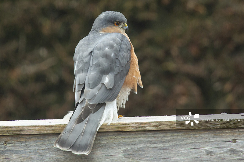 从后方右侧看到的栖息在木梁上的雀鹰图片素材