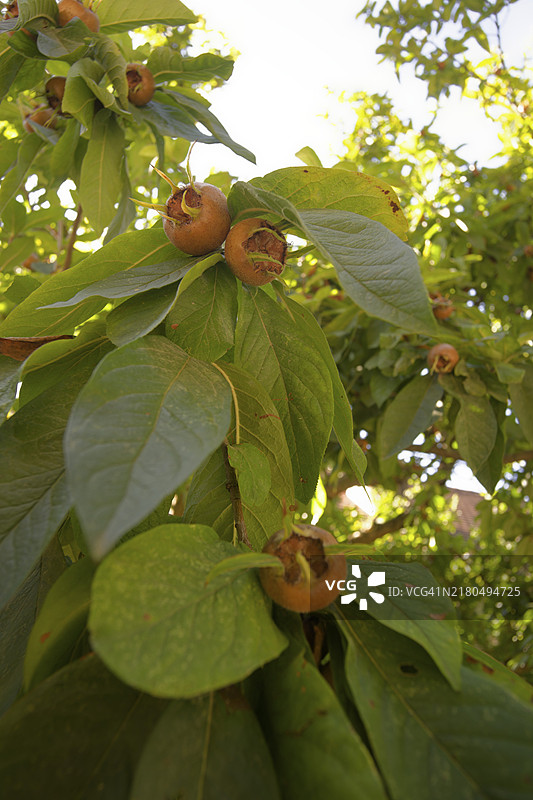 欧查果（德国榅桲），安斯巴赫，弗兰肯尼亚，中弗兰肯尼亚，巴伐利亚图片素材