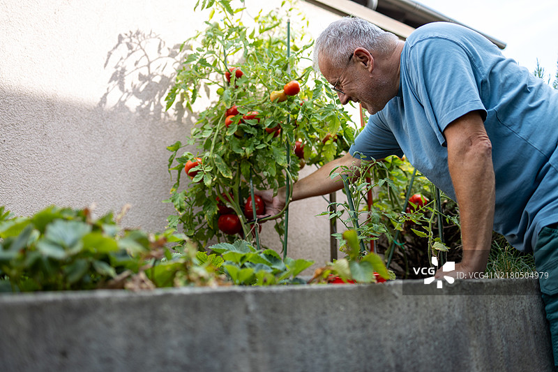 成熟男子在花园里从植物上采摘有机番茄图片素材