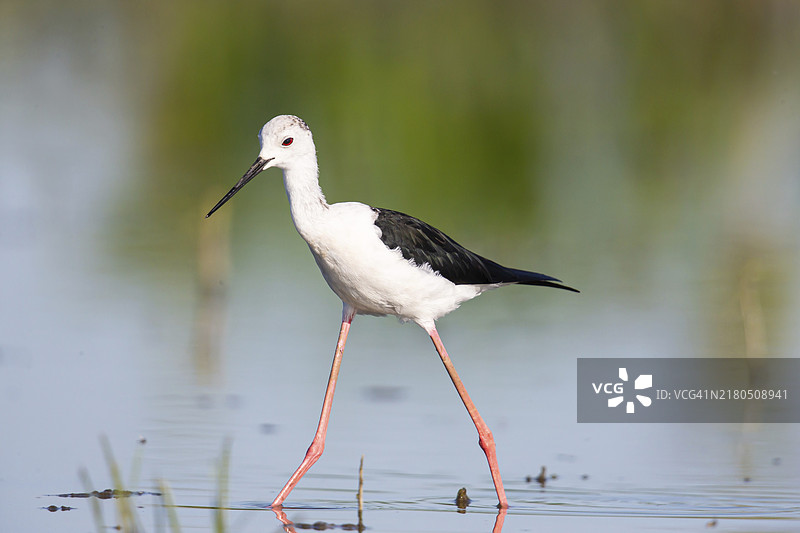 黑翅长脚鹬图片素材