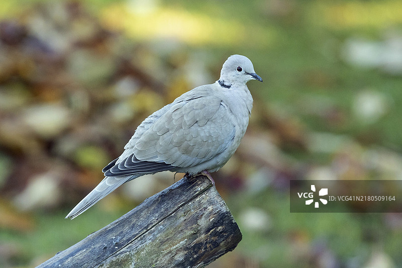 在树干上看到的欧亚斑鸠图片素材