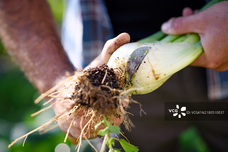 有机农场农业：蔬菜园特写图片素材