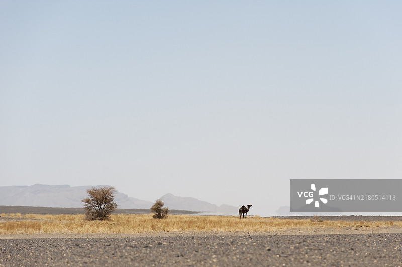 骆驼图片素材