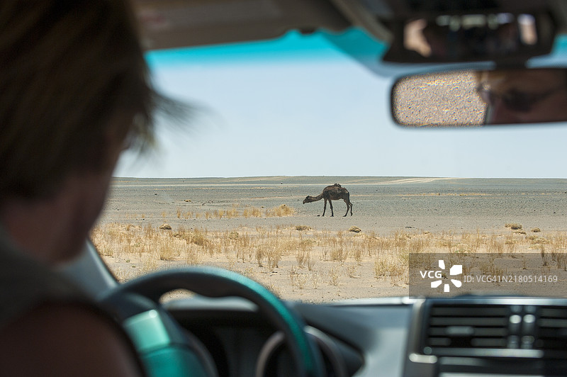骆驼图片素材