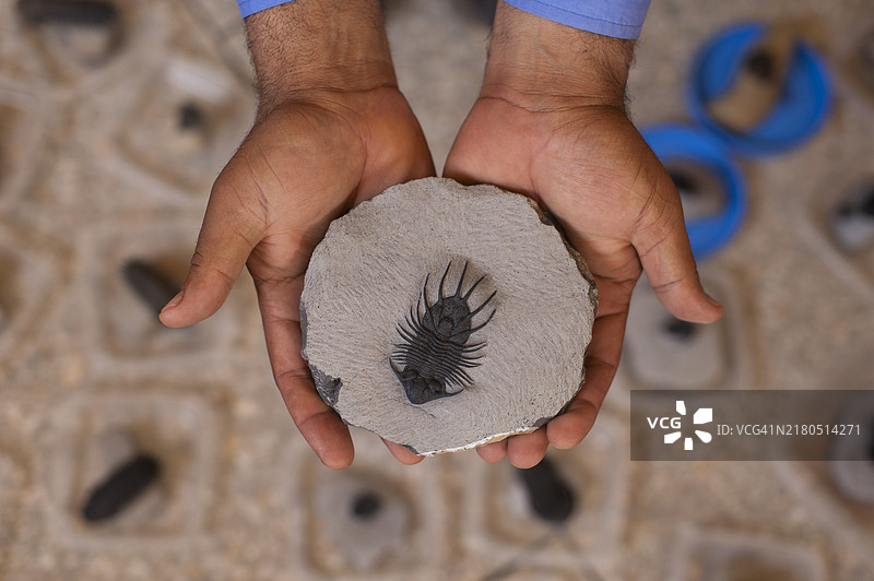 三叶虫化石图片素材