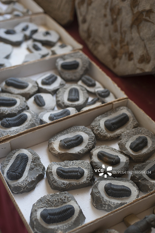 三叶虫化石图片素材