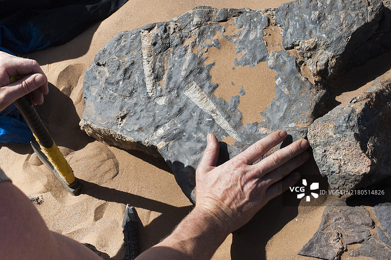 沙漠中的化石图片素材