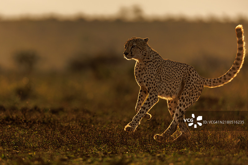 平原上的猎豹图片素材