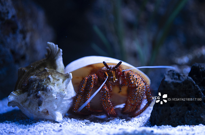 水族箱中海寄居蟹的行为特写图片素材