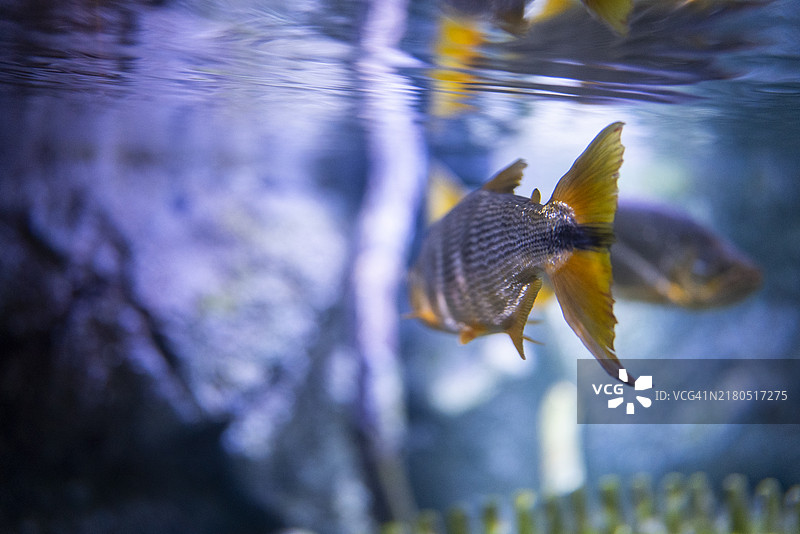 水族馆中美丽的鱼尾图片素材