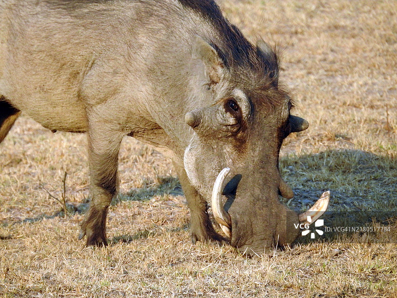 野生疣猪在觅食图片素材