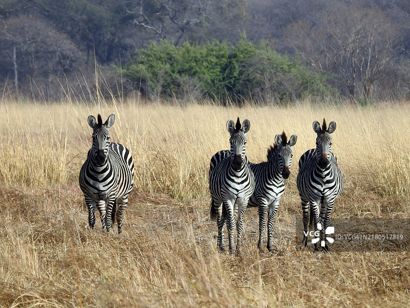 一群斑马在茂密的森林中。图片素材