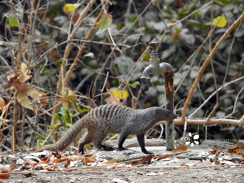 一只带状 mongoose 正在寻找某样东西。图片素材
