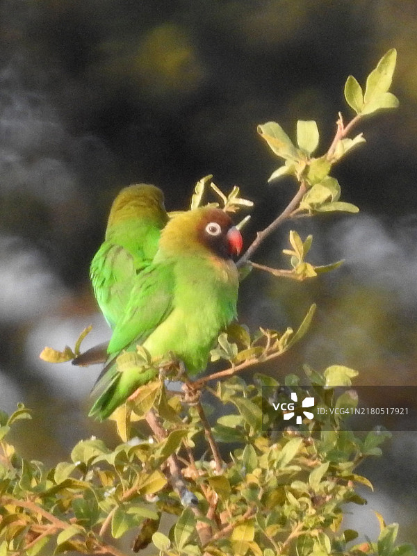 地区黑脸爱情鸟（Agapornis nigrigenis）栖息在树的高枝上图片素材