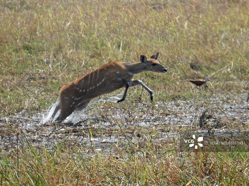 跳跃的灌木羚图片素材