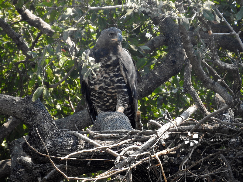 一只戴冠鹰正坐在树枝上，目光锐利地注视着。图片素材