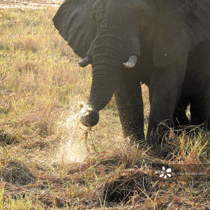 野生大象喷洒水。图片素材