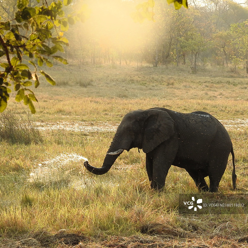 大象在金色阳光下降温。图片素材