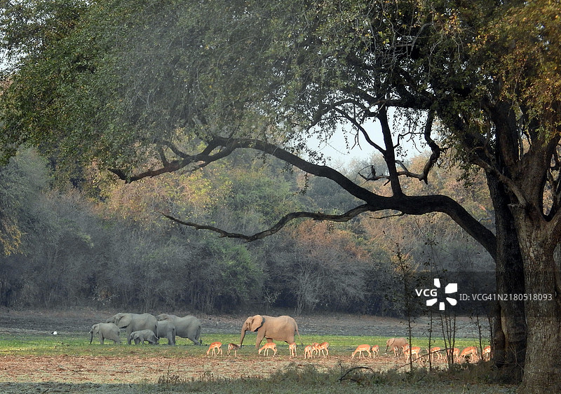 清晨，大象穿越卡夫韦国家公园的湿地图片素材