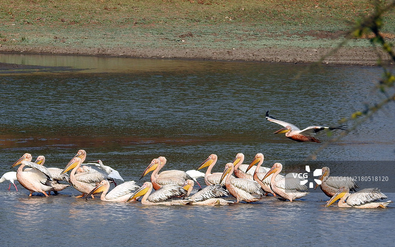 在水边宁静聚集的白鹈鹕。图片素材