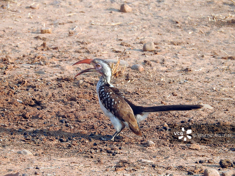 灰犀鸟站在干燥的地面上。图片素材