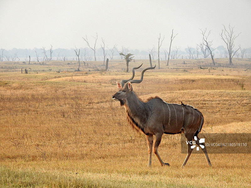 雄伟的库杜在宁静干燥的草原上。图片素材