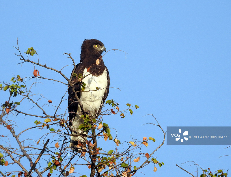 武术鹰栖息在树枝上图片素材