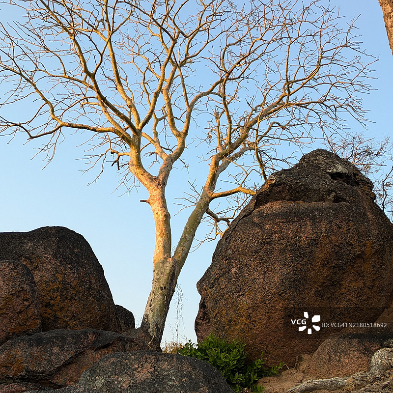 夕阳下岩石间生长的纸皮树图片素材