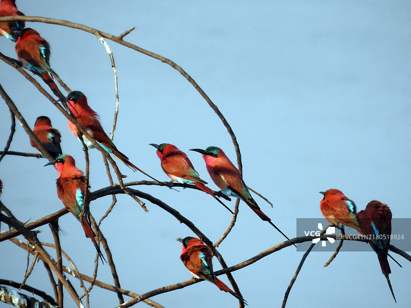 南方红蜂鸟图片素材