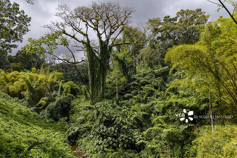 夏威夷大岛阿卡卡瀑布州立公园的巨型蕨类雨林图片素材