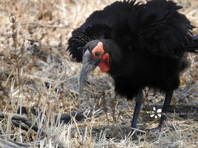 南方地面犀鸟在干燥的草地上觅食图片素材