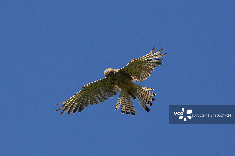 展开翅膀的红隼在蓝天下飞行图片素材