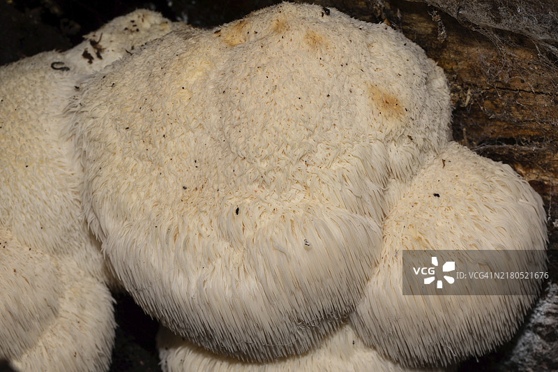 一些有奶油色下垂刺的有胡子的齿菌图片素材