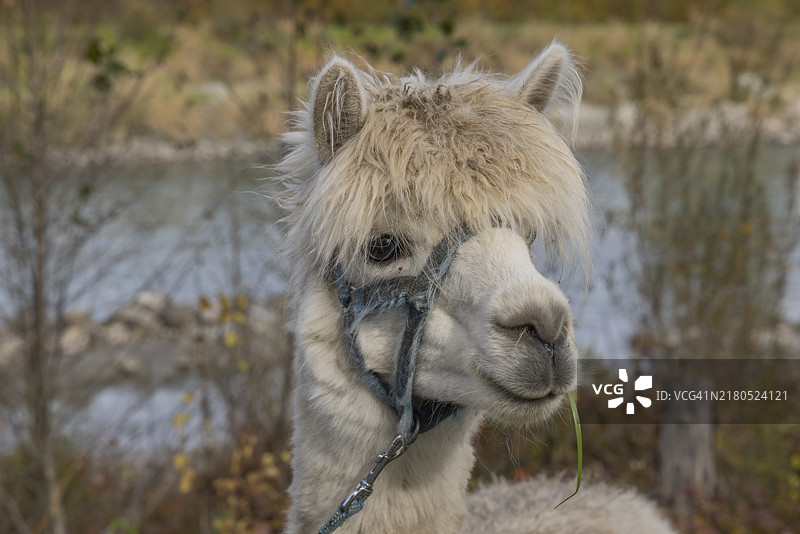 羊驼肖像特写图片素材