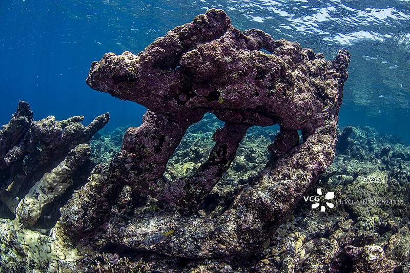 加勒比珊瑚礁图片素材