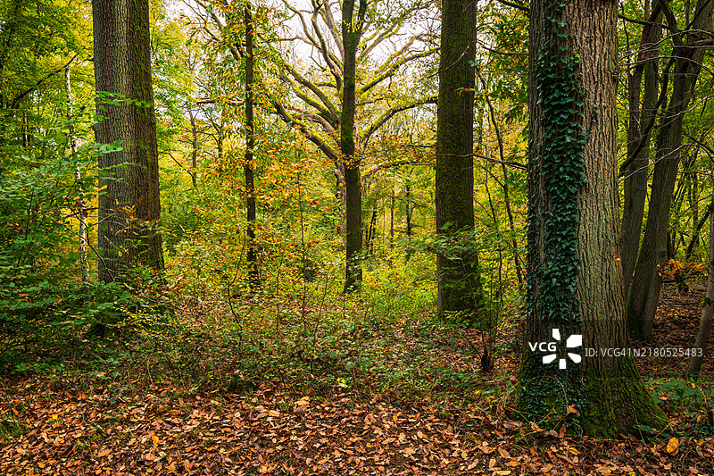 费雷尔森林图片素材