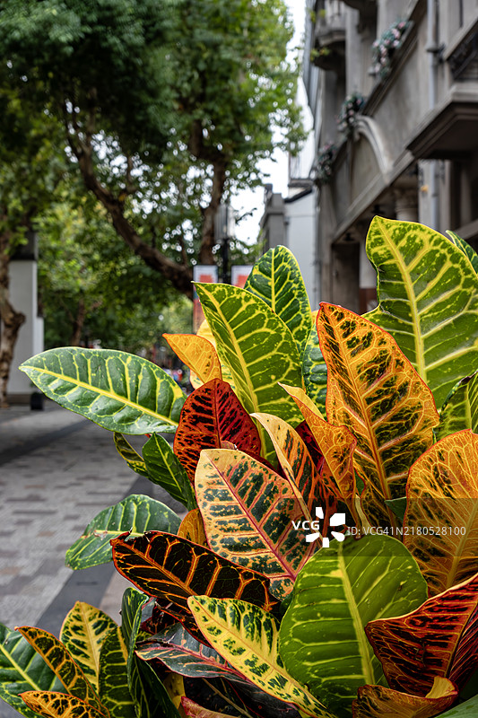 具有黄色和红色图案的彩色变叶木叶子图片素材