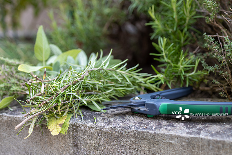 花园里的有机草药与园艺剪刀图片素材
