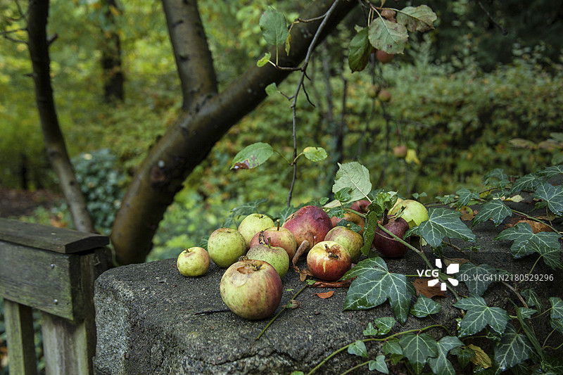 花园墙壁上长满黄蜂的苹果图片素材