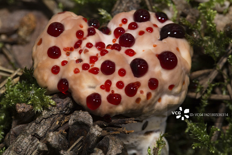 渗血软木塞，白色偏红的子实体与许多血红色液滴图片素材