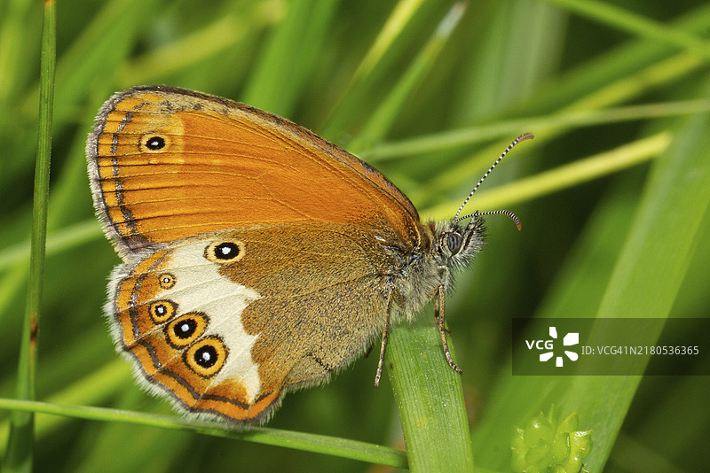 翅膀合拢停留在绿色茎上的白带草地鹨蝴蝶图片素材