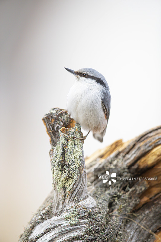 白额山雀 (Sitta asiatica)，瑞典图片素材