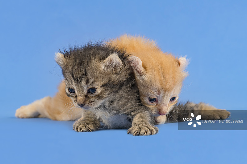 纯种猫科动物（家猫），一上一下，小猫，5周，蓝色背景，工作室照片图片素材