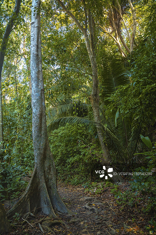 漫步蓬塔德萨尔加勒比海丛林（洪都拉斯，特拉）图片素材