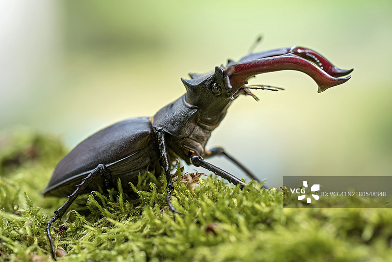 锹形甲虫，带大颚的雄性，栖息在森林树桩的苔藓上图片素材