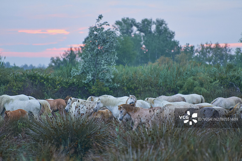 日落时分，法国卡马格草原上粉色天空下的白色卡马格马群图片素材
